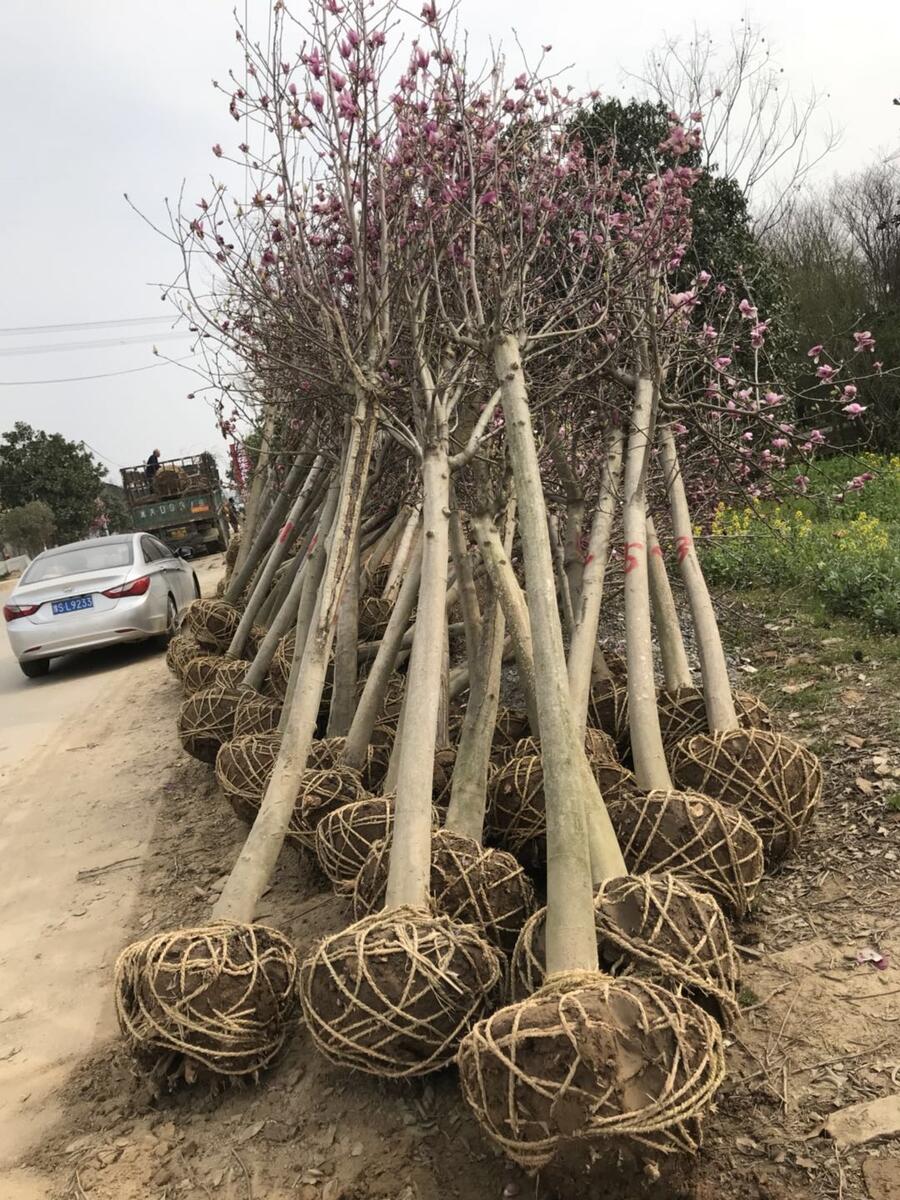 红瑞木盆景(红花檵木盆景)