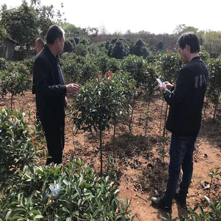 河南 2公分桂花大叶黄杨花木基地市场价格