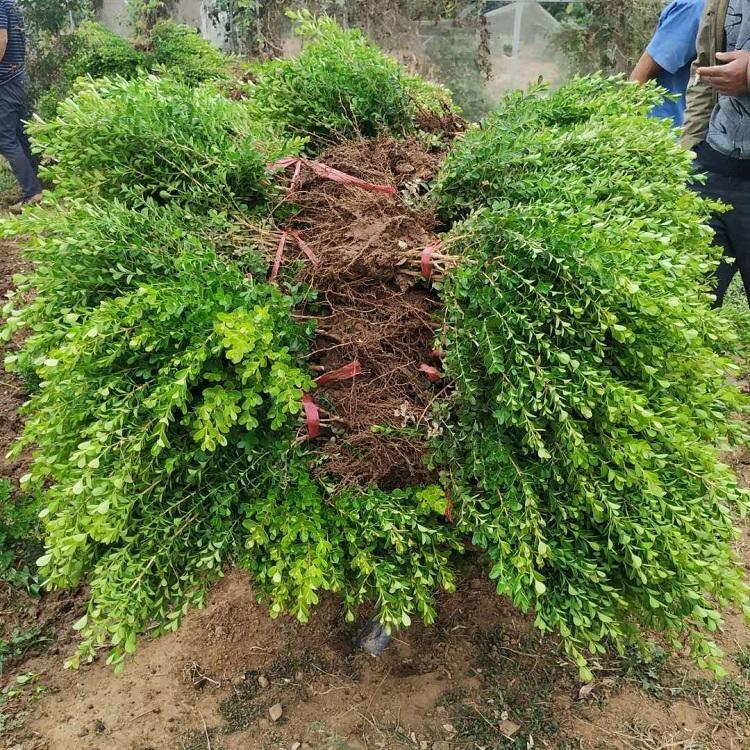 天津小叶栀子花豆瓣黄杨产地批发