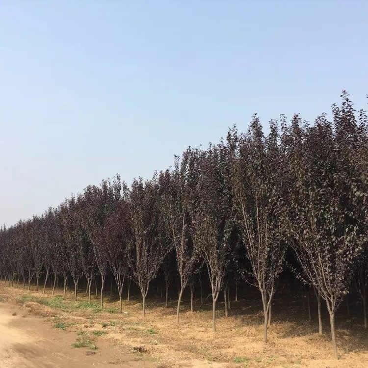 河南小叶栀子花3米竹子花木基地出售