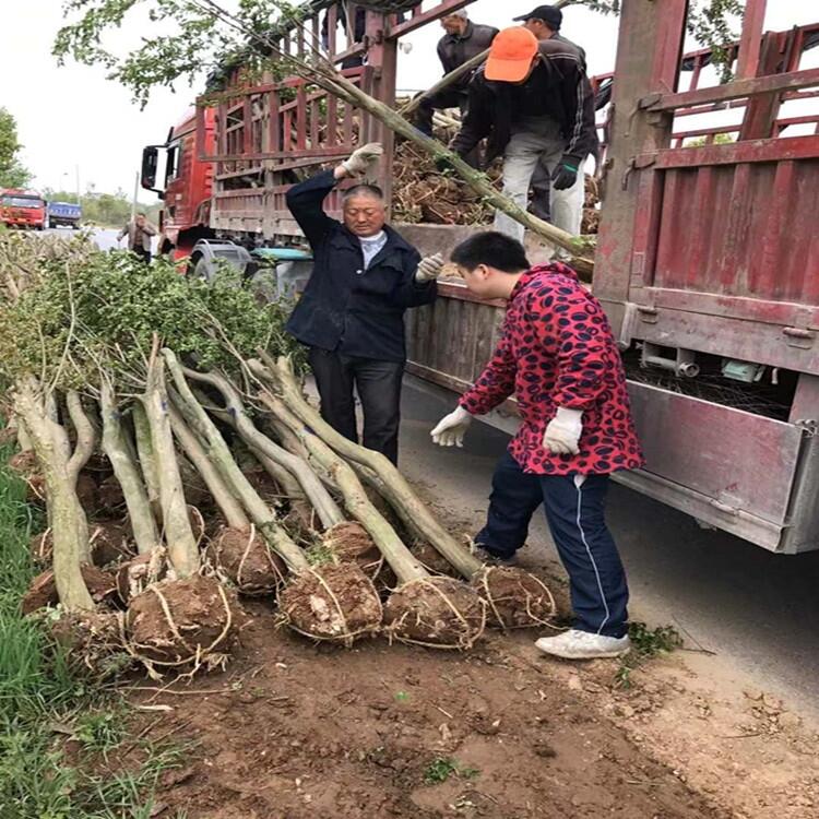 河南 2公分桂花大叶黄杨产地出售