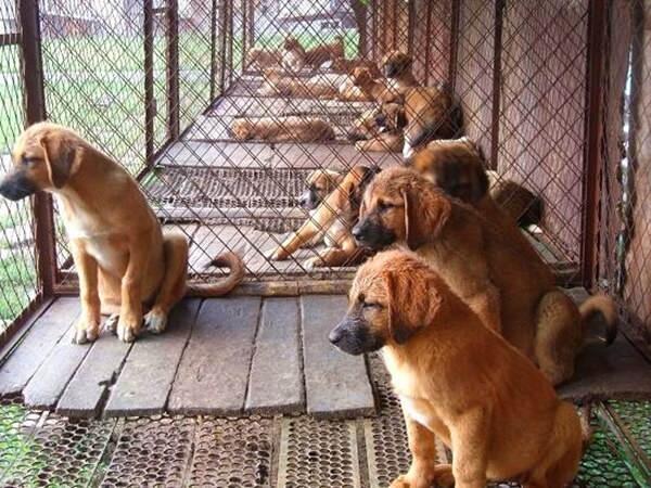 山东名犬养殖繁育基地图片