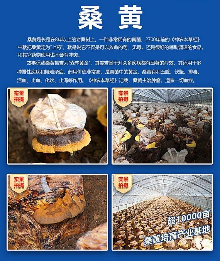 桑黄茶价格,桑黄固体饮料贴牌,桑黄压片糖果oem