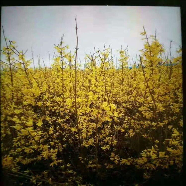 美植袋 叢生東北連翹 小苗專業播種 遼寧農戶培育基地-開原市東北苗木