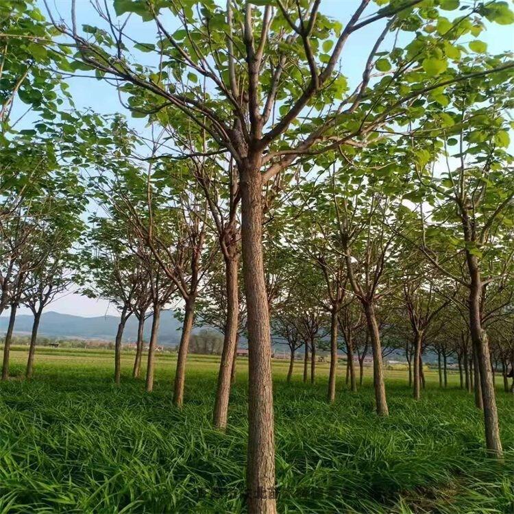 开原市东北苗木种植专业合作社