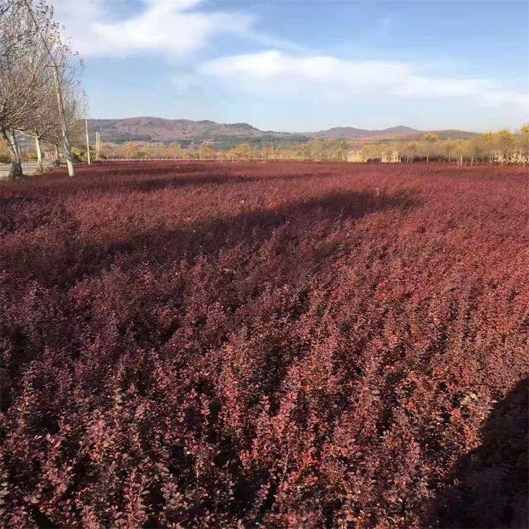 开原市东北苗木种植专业合作社