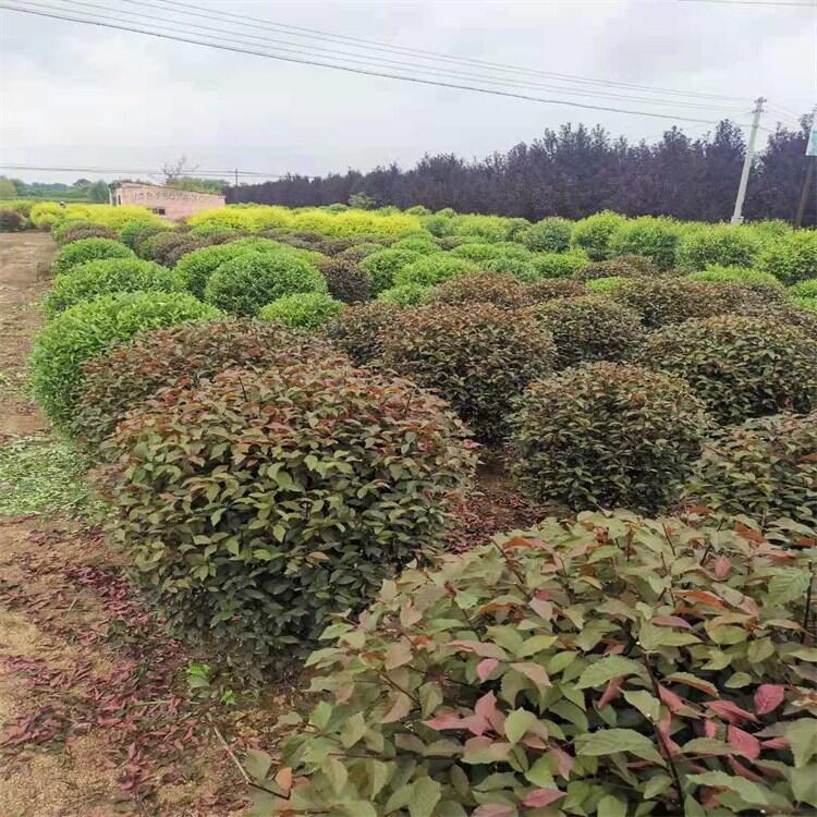 内蒙古 红叶榆叶梅球 丛生红叶榆叶梅 红叶榆叶梅杯苗