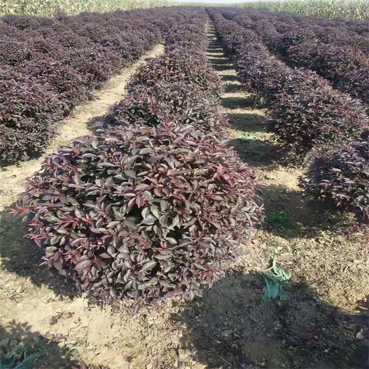 木绣球.红瑞木.偃伏莱木.山梅花.红花麦李.金叶莸.五叶地锦.三叶地锦.