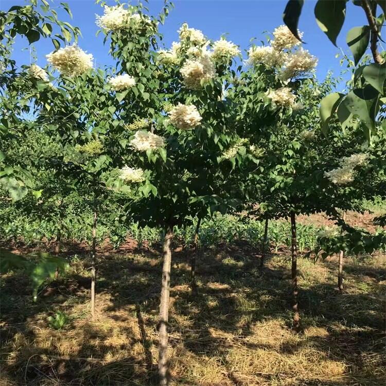 東北喬灌木叢生暴馬丁香暴馬丁香樹暴馬丁香小苗秋季熱銷苗木歡迎來實