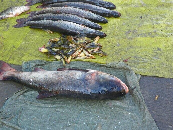 黑龍江大馬哈魚多少錢,佳木斯哪裡賣大馬哈魚