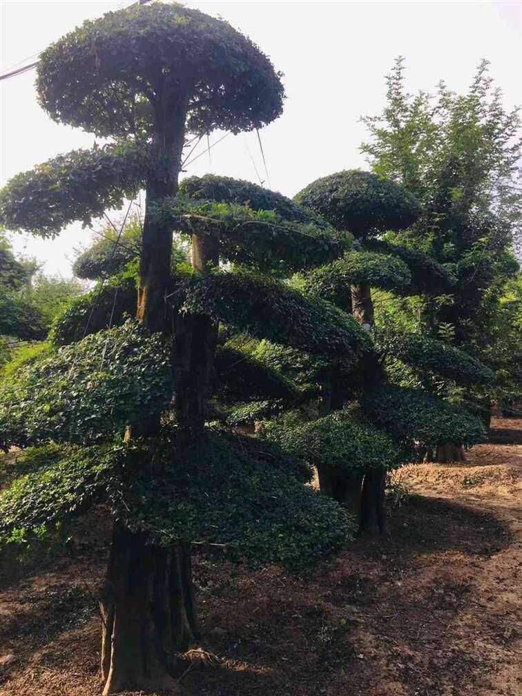 湖北对节白蜡价格