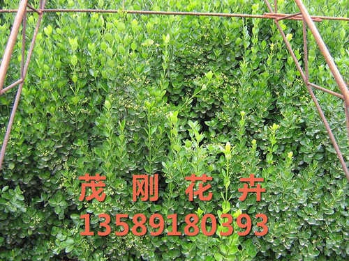 青州绿化苗木种植基地