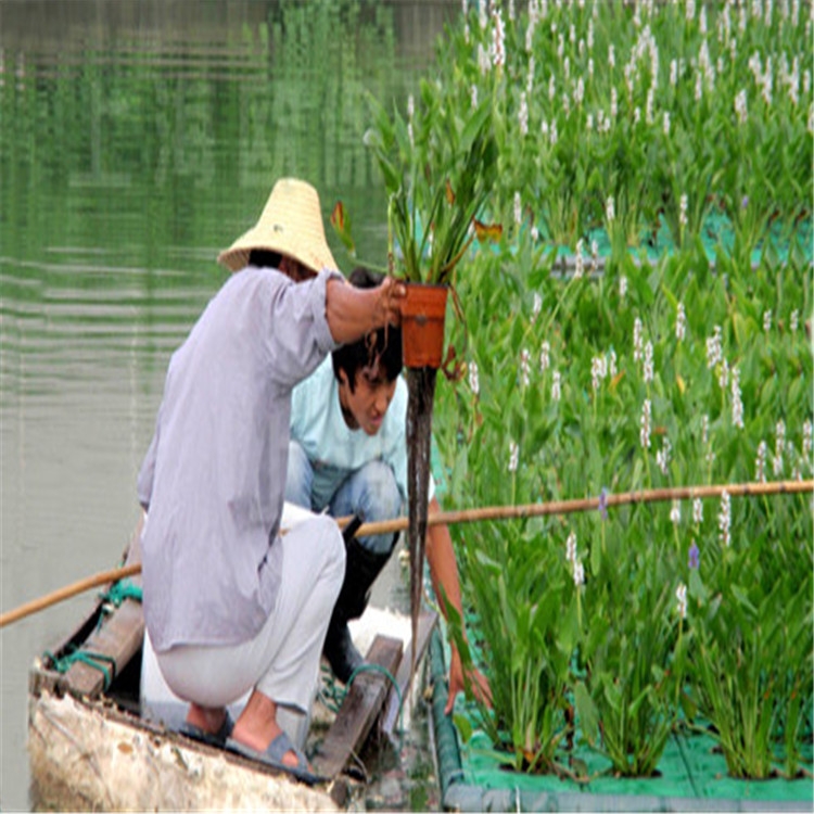 浏阳市水生植树造景用生态浮床水上漂质优价廉