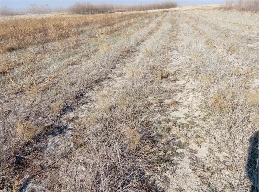 吉林白刺苗销售基地，出售2生白刺苗木