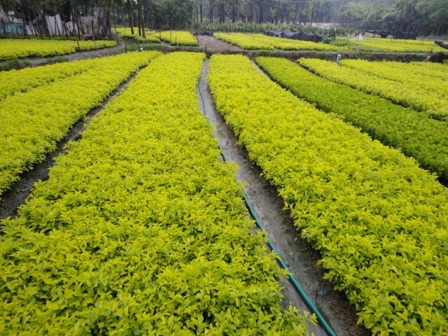 中草药黄金叶图片大全图片