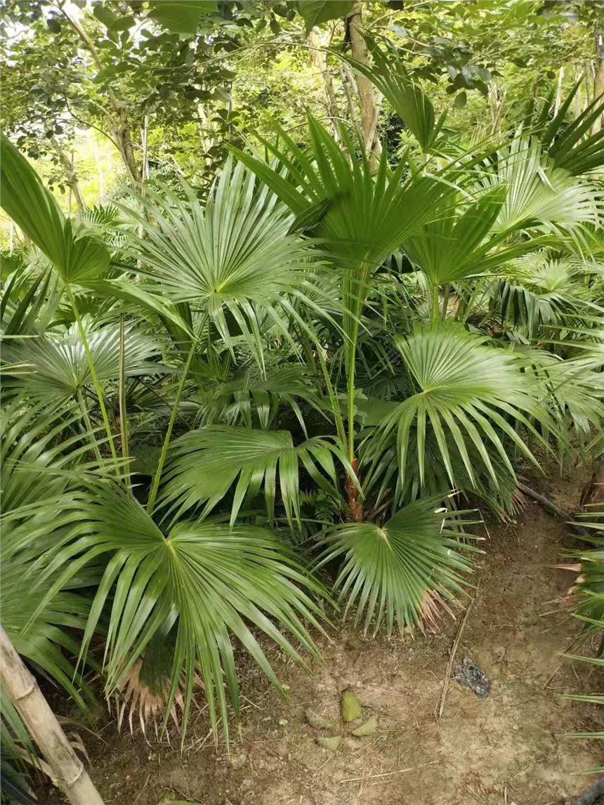 广西矮蒲葵种植基地矮蒲葵冠幅约多少-漳浦幸辉园艺有限公司