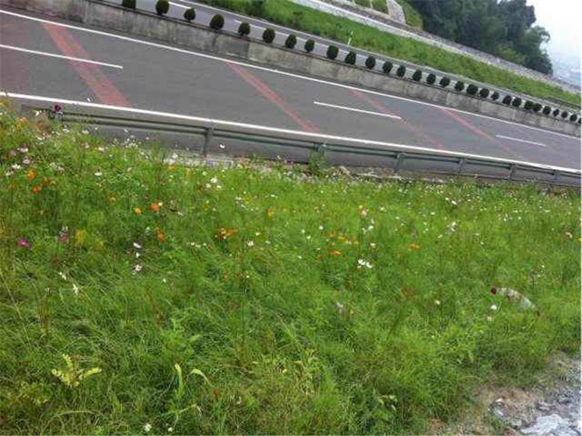 云南红河州边坡混播多花木兰紫穗槐荒山护坡好选择