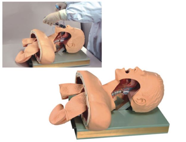 益联医学人体气管插管训练模型
