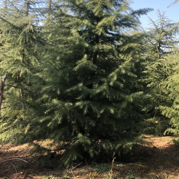 雪松种植基地 大量供应雪松 价格低廉基地直销