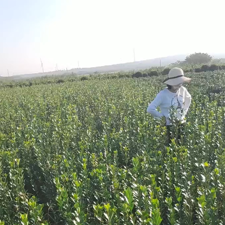 河南大叶黄杨苗种植地 批发大叶黄杨苗 大叶黄杨苗批发基地