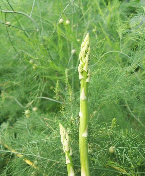 芦笋种植需要的条件