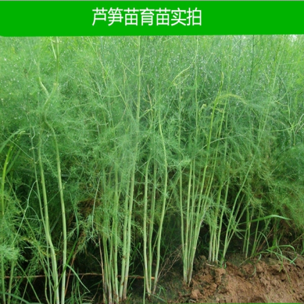 曹县芦笋种植面积图片