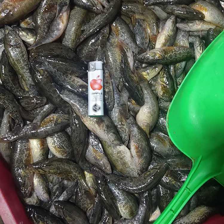 泥鳅收购厂家电话收购泥鳅的加工厂收购泥鳅的副食品公司