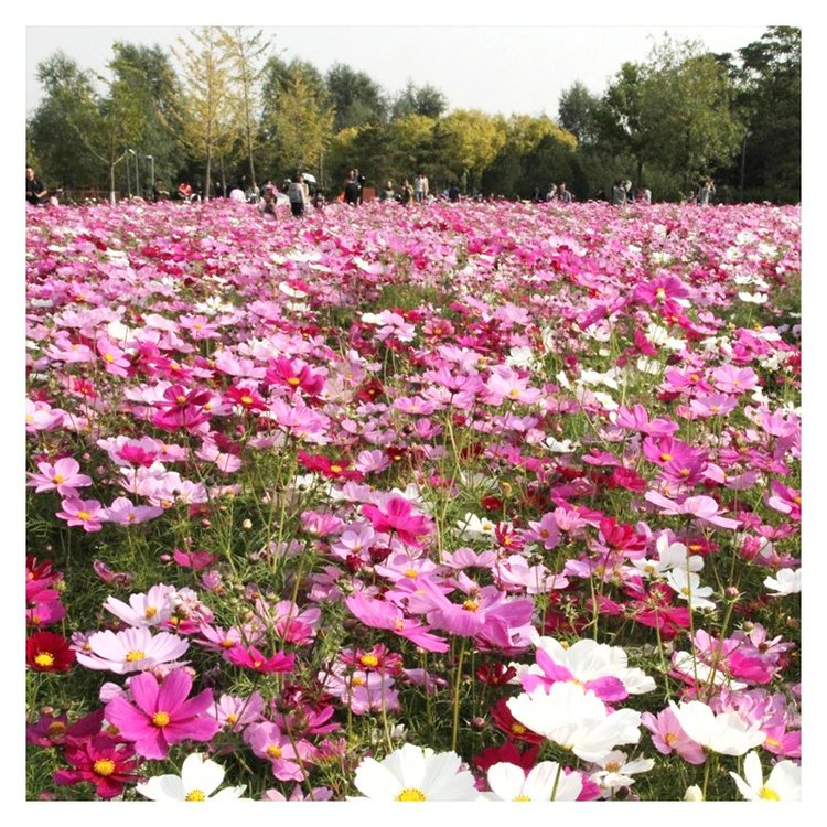 花海景观波斯菊花种波斯菊花种种植基地品质好伟景园林