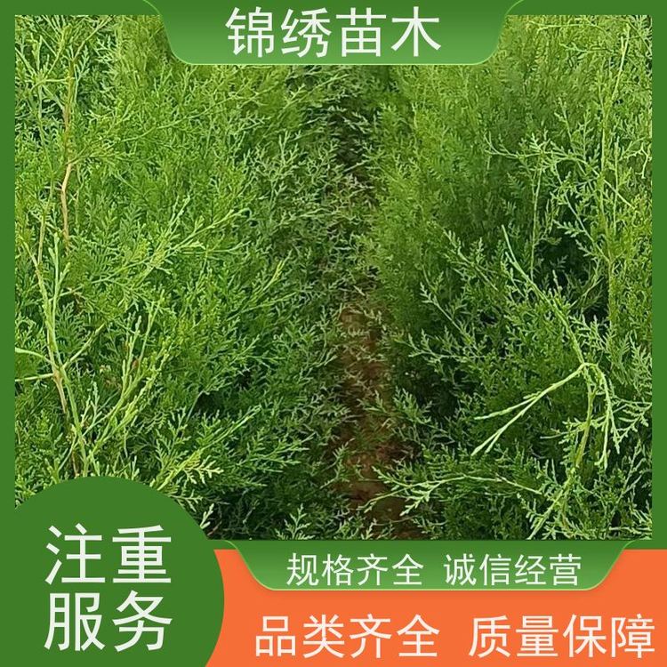 营养袋侧柏侧柏树营养钵侧柏苗柏树苗子绿化种植基地